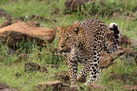 Leopard walking down a rocky hill slope with one paw raised Stock Photos