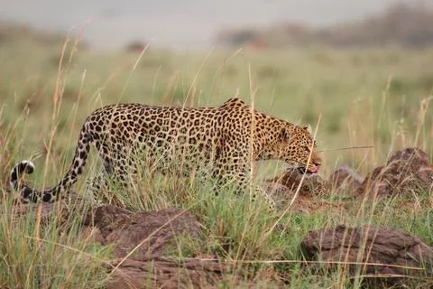 Leopard walking down a rocky hill slope from left to right Stock Photos