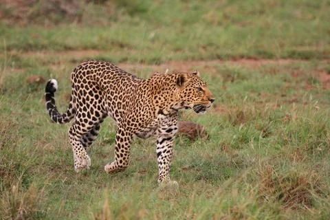 Leopard walking down a rocky hill slope with one paw raised Stock Photos
