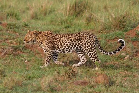 Leopard walking down a rocky hill slope with one paw raised Stock Photos