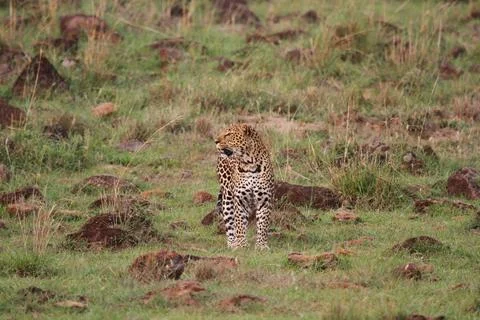 Leopard walking down a rocky hill and looking left Stock Photos