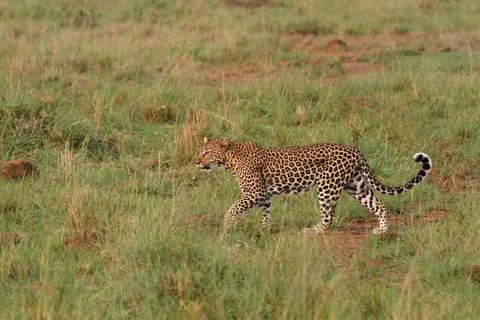 Leopard walking down a rocky hill slope with one paw raised Stock Photos