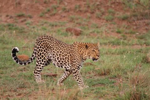 Leopard walking down a rocky hill slope with one paw raised Stock Photos