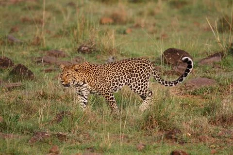 Leopard walking down a rocky hill slope with one paw raised Stock Photos