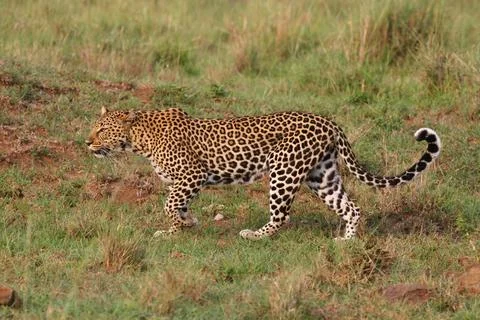Leopard walking down a rocky hill slope with one paw raised Stock Photos