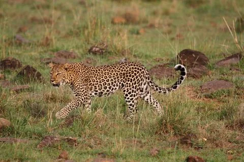 Leopard walking down a rocky hill slope with one paw raised Stock Photos