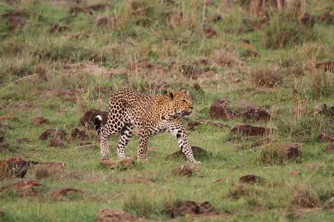 Leopard walking down a rocky hill slope with one paw raised Stock Photos