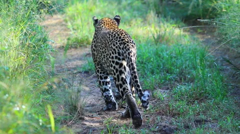 Leopard Walking down tracks Stock Footage 41639467
