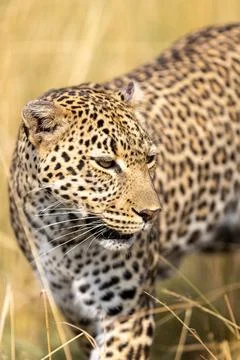 Leopard Walking in the Dry Grass Stock Photos