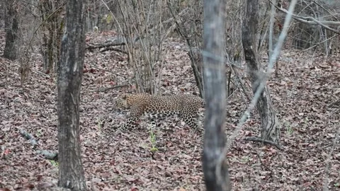 Leopard walking elegantly in the midst of the forest of Tadoba national park Stock Footage 273874247