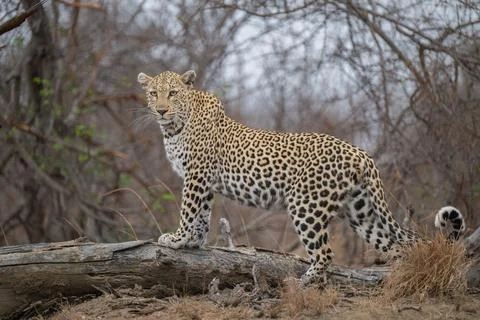 Leopard walking on a fallen tree trunk Stock Photos
