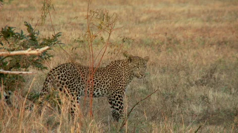 Leopard Walking 库存影片 637750