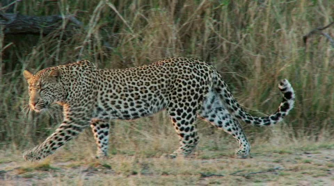 Leopard Walking Stock Footage