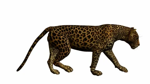 Leopard walking Stock Footage 942025