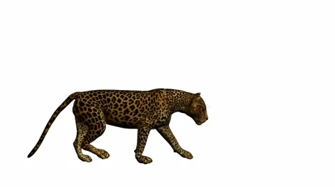 Leopard walking Stock Footage 942103