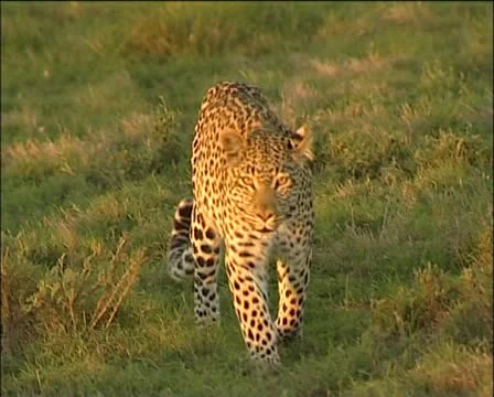 A leopard walking Stock Footage 11629712