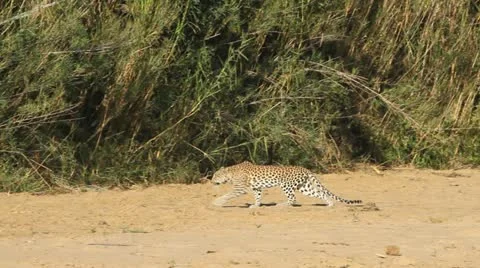 Leopard  walking Stock Footage 11900663