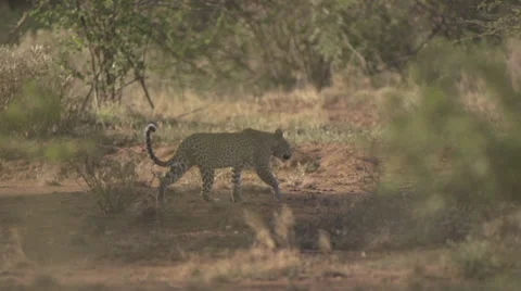 Leopard walking  Stock Footage 33529916