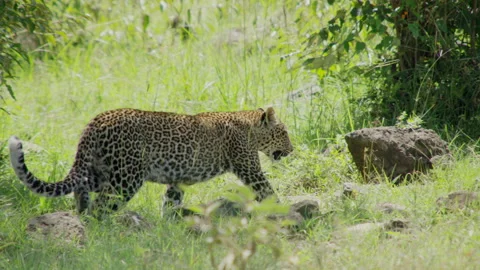 Leopard walking Stock Footage 143477211