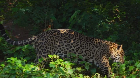 Leopard walking in forest Stock Footage 97805029