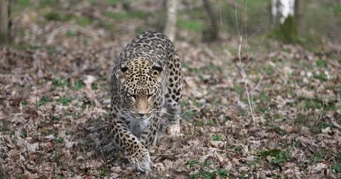 A leopard is walking in the forest Stock Footage 172372271