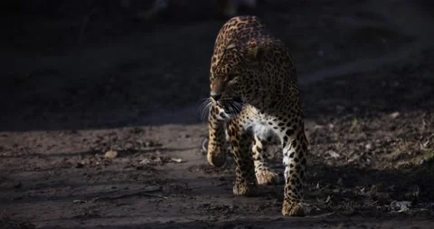 A leopard is walking in the forest Stock Footage 172372691
