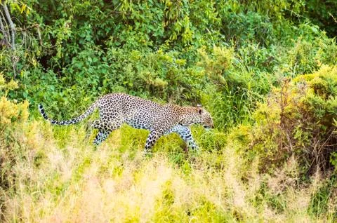 A leopard walking in the forest Stock Photos