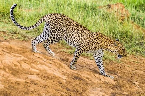 A leopard walking in the forest Foto stock
