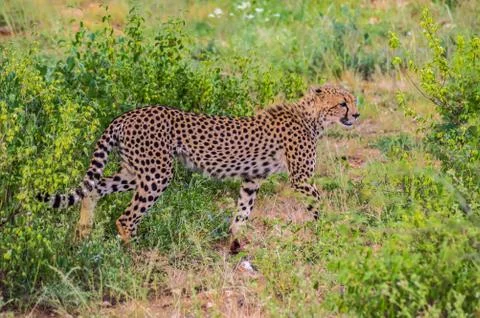 A leopard walking in the forest Stock Photos