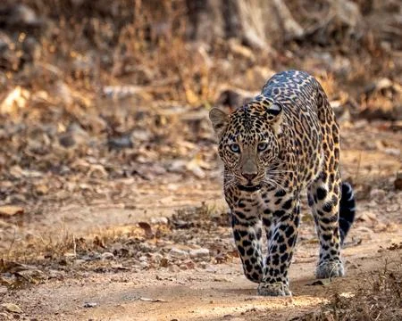 Leopard walking on forest trail Stock Photos