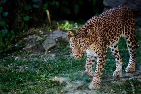 Leopard walking on grass inside animal enclosure, Bratislava Zoo, Bratislava, Stock Photos