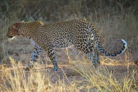A leopard walking on the grass. It was bleeding from an ear injury. Stock Photos