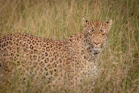 A Leopard walking in the grass. Stock Photos