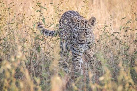 A Leopard walking in the grass. Stock Photos