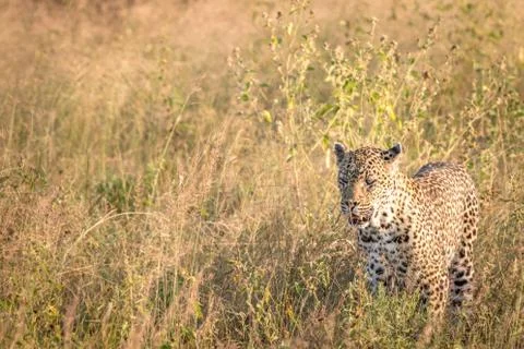 A Leopard walking in the grass. Foto stock