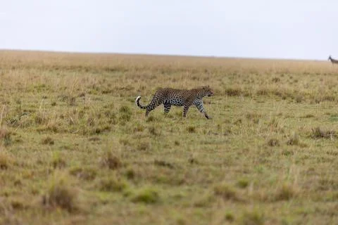 Leopard Walking in the Grassland Stock Photos
