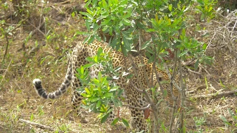 Leopard walking by green bushes Stock Footage 87475968