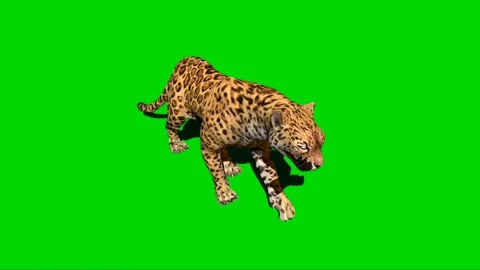 Leopard Walking on Green Screen 02 스톡 동영상 228781570