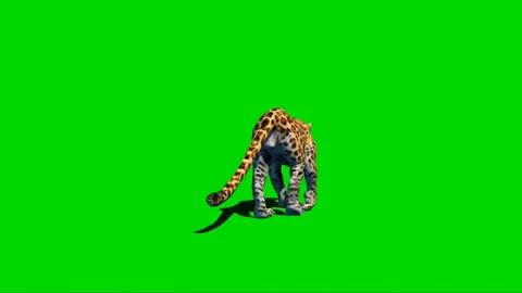 Leopard Walking on Green Screen 03 Stock Footage 228781578