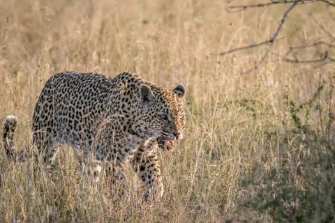 Leopard walking in the high grass. Stock Photos