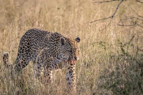 Leopard walking in the high grass. Stock Photos