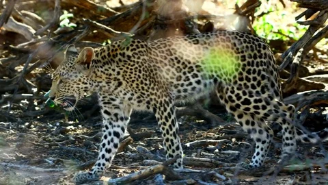 Leopard walking in jungle Stock Footage 116015917