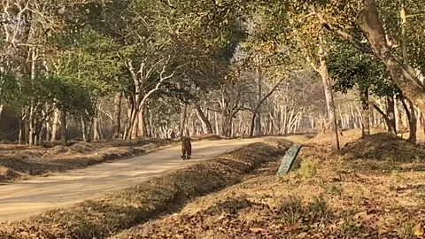 Leopard walking in the Kabini Forest Stock Footage 148779985
