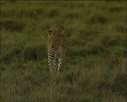 A leopard walking in late-afternoon Stock Footage 11618233