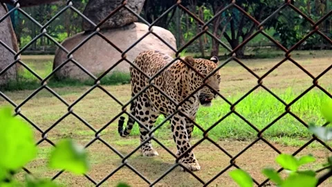 A leopard walking in a naturalistic enclosure Video stock 344153484