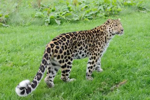 Leopard walking Stock Photos