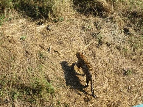 Leopard Walking Фото