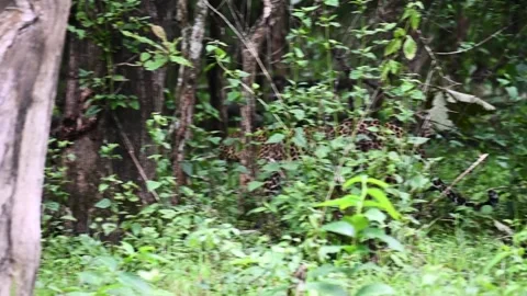 Leopard walking right behind the foliage in Kabini national park Stock Footage 282653274