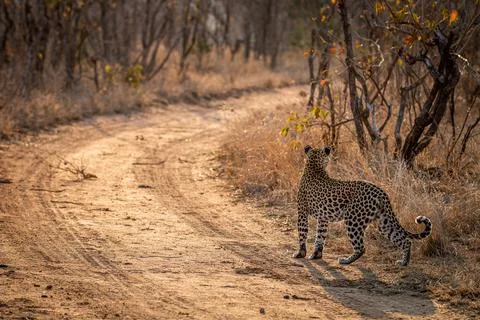 Leopard walking in the road in Kruger. Stock Photos
