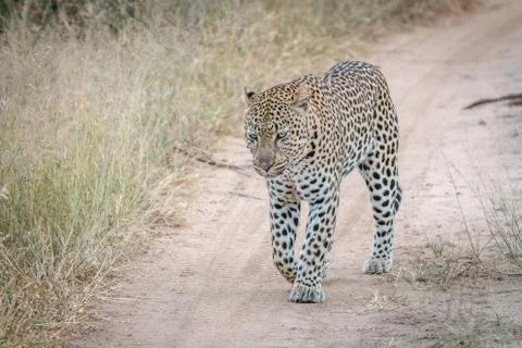 A Leopard walking on the road. Stock Photos
